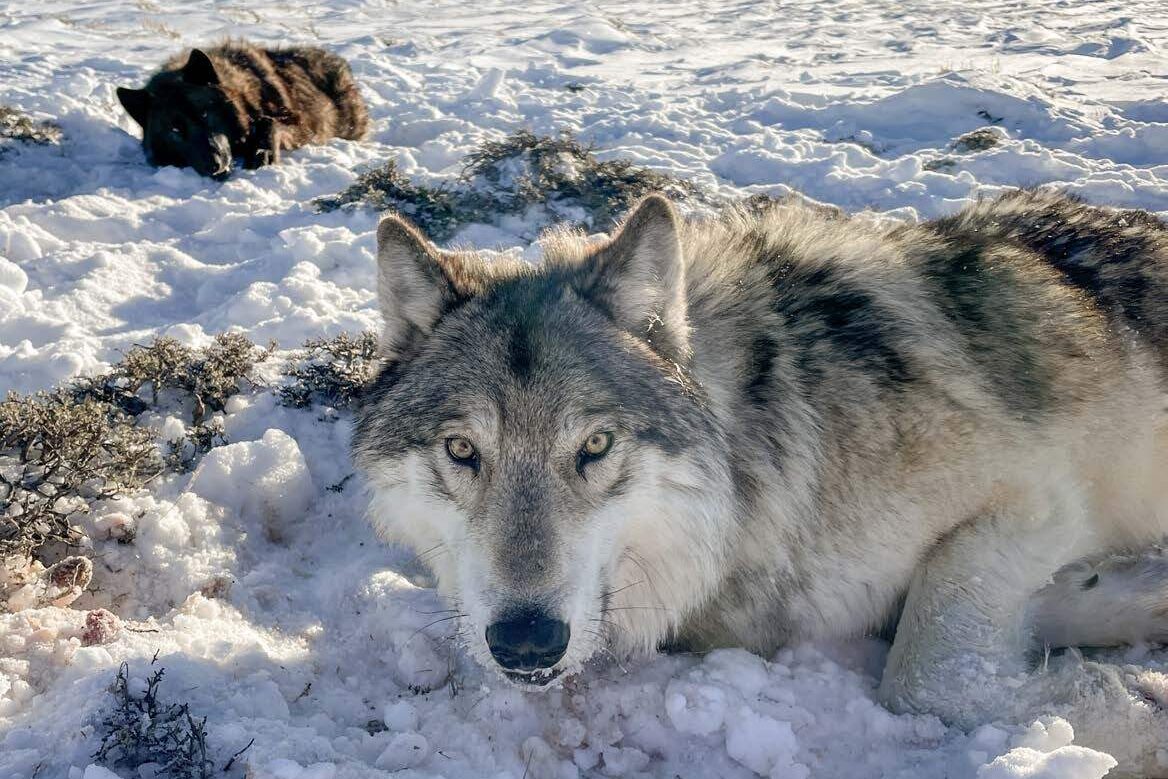 Colorado wildlife officials tranquilized a pair of wolves and fitted them with tracking collars near North Park in February 2023.