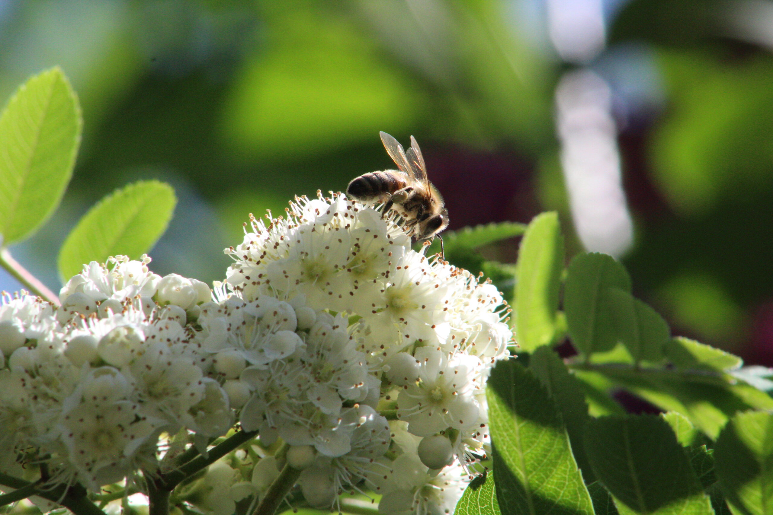 A honeybee visits the flowers on a flowering tree in Mansions Park in Manitou Springs.