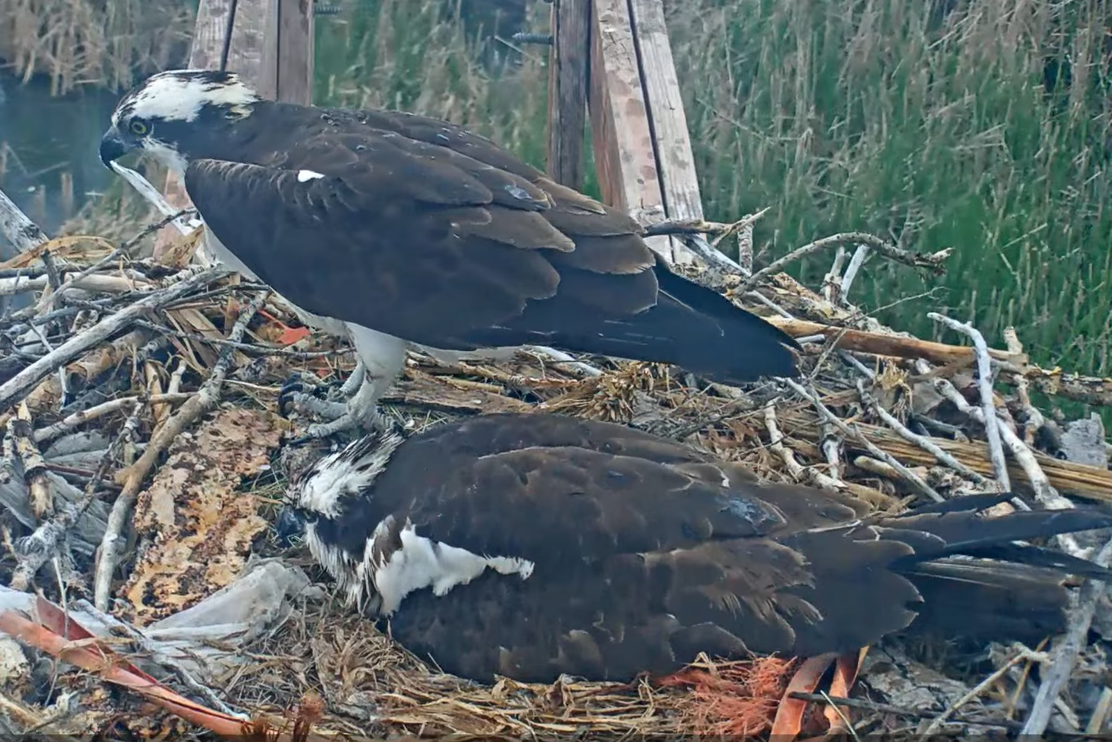 A pair of ospreys share a meal, and give some to their chick, on Thursday afternoon. A recent hailstorm threatened the ospreys&#039;
 eggs, but the momma bird shielded her eggs from certain doom.
