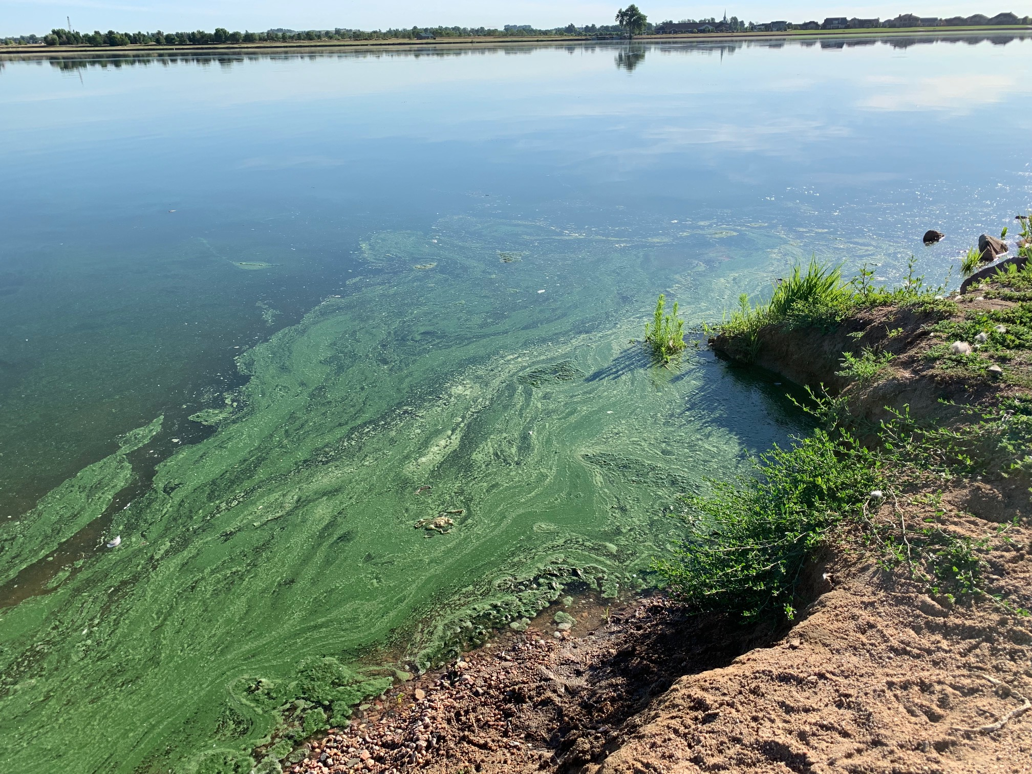 Blue-green algae at Windsor Lake on Friday, July 19, 2019.